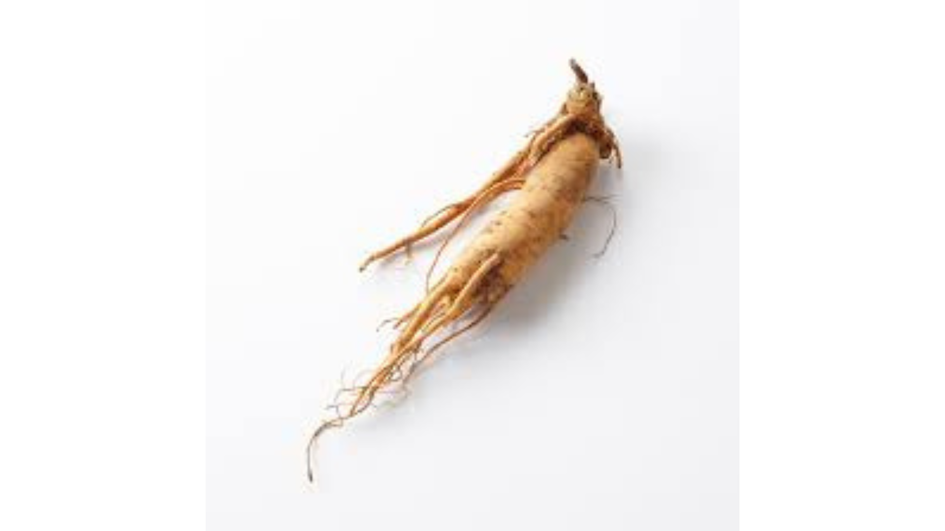 Ginseng - Traditional Male Vitality Herb